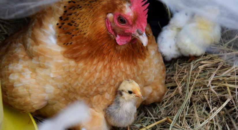 Így előzzük meg a betegségeket a tyúkólban!