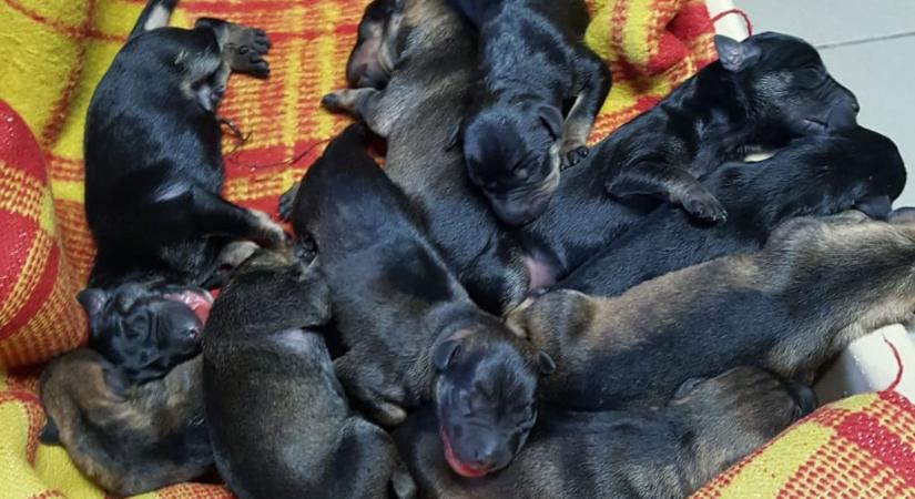 Szörnyű: Dobogókőn túrázok találtak 12 kutyakölyköt dobozba csomagolva