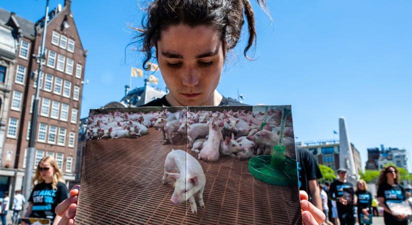 Mostantól nem lehet húst reklámozni Amszterdamban