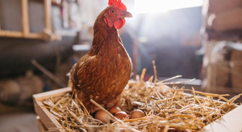 Ömlik az import csirkehús Európába: ki nem találnád, honnan jön a java