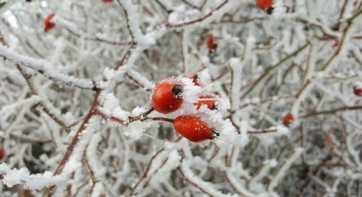 Rendkívüli támogatás a fagykárt szenvedett termelőknek – 4,2 milliárd forintos keret nyílik