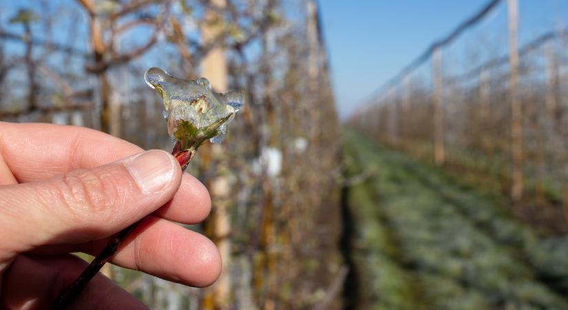 Fagykár-támogatás: 4,2 milliárd forintos keret nyílt meg a szőlő- és gyümölcstermesztőknek VIDEÓ