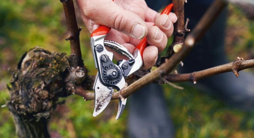 A metszés tudománya – hogyan tanultuk meg formálni a növényeket, és hogyan alkalmazkodtak ehhez az eszközeink?