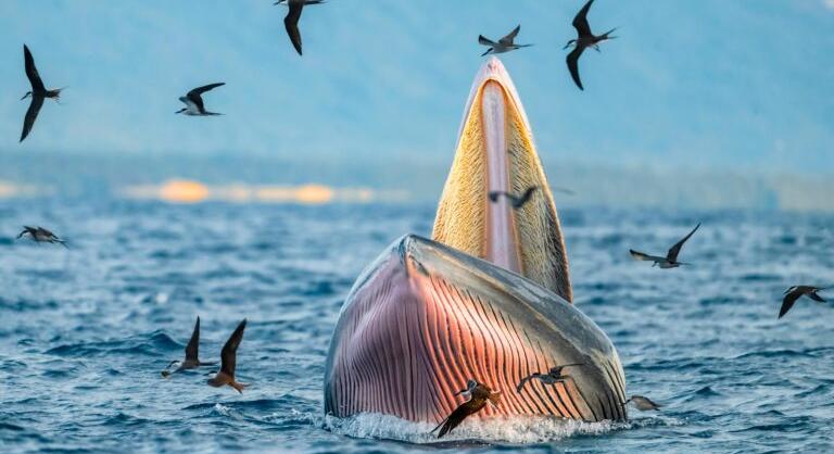 Egy Bitcoin-bálna a teljes naponta kibányászoti kínálatot felvásárolja a 90 000 dolláros árszintnél