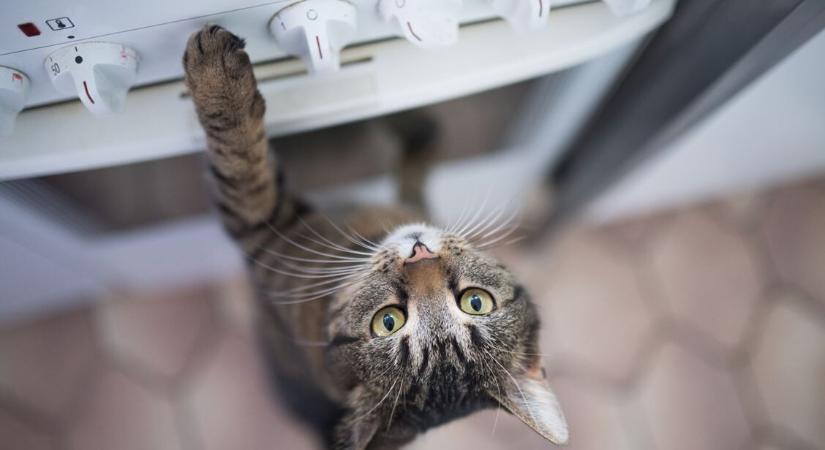 Kíváncsi macska okozott konyhai tüzet — a tűzoltók szerint 3 dologgal előzheted meg a bajt