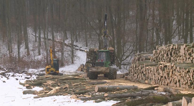 Áramütés végzett egy fakitermelésen dolgozó munkással Zala megyében.