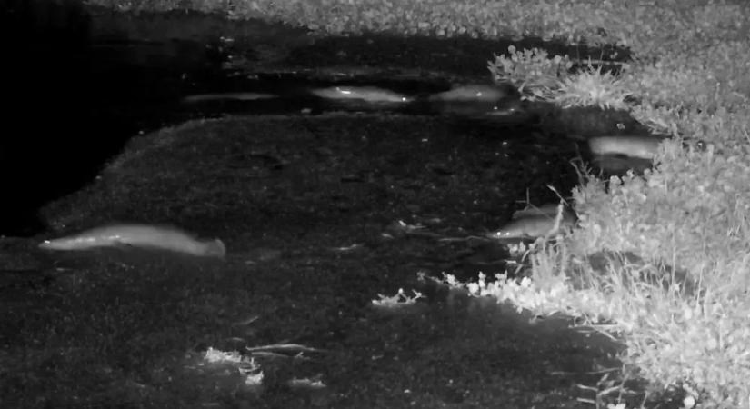 Ilyen nincs: sétáló halakat vettek videóra!