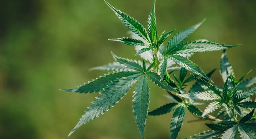 A szívsebész válaszol! Ennyire káros a marihuána a szervezetre