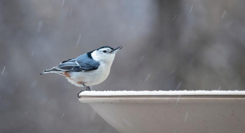 Madarak itatása télen – mi marad folyékony fagyban is?