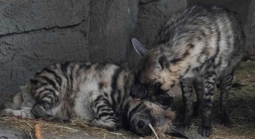 A fagyos kijevi állatkertben már fával fűtik a gorillák ketrecét