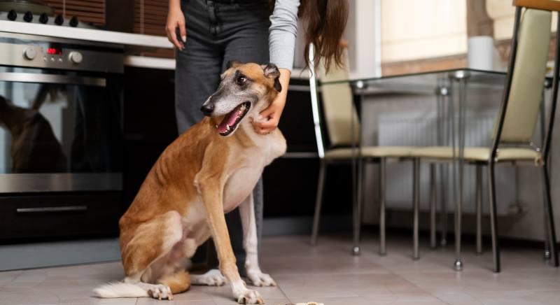 Erre a 3 dologra figyelj, ha kutyaeledelt választasz