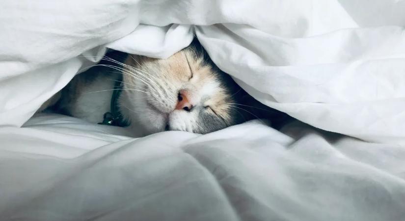 Ellopott a futár egy macskát, váratlan fordulattal ért véget a történet