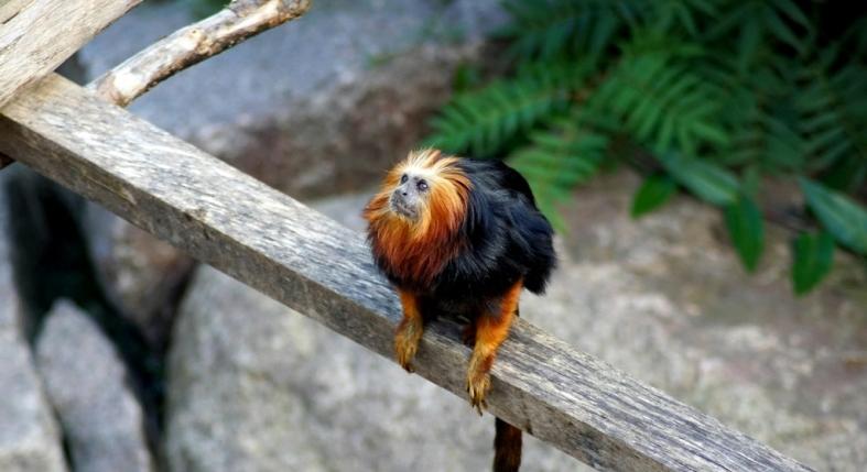 Rossz kezekbe került egy kismajom, most a Fővárosi Állatkertben vigyáznak rá