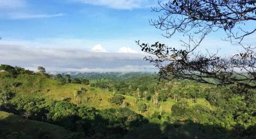 Így lehet gyorsítani az erdők újraképződését