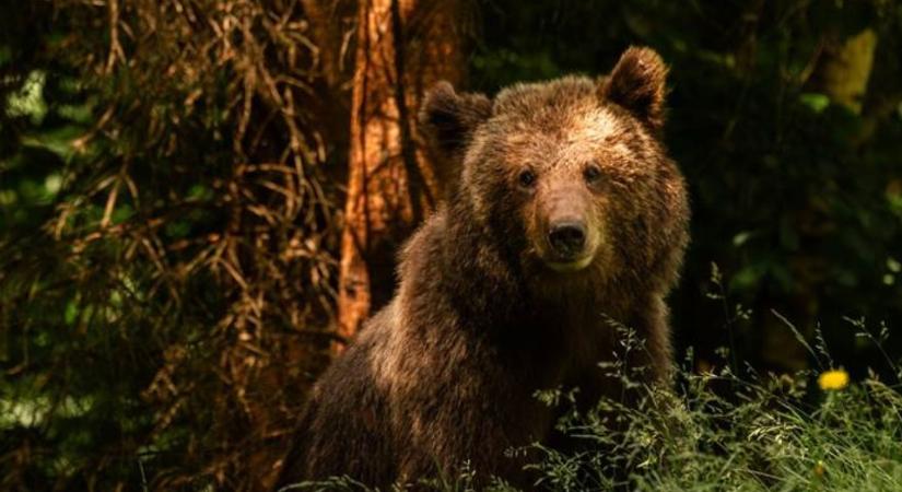 A medvék sem bújhatnak el: mesterséges intelligencia az erdők mélyén