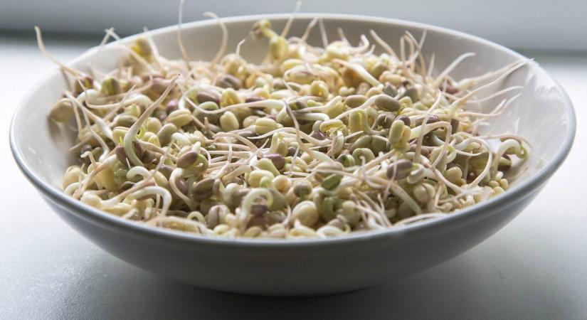 Vetőmagból szabad étkezési célú csíranövényeket előállítani?