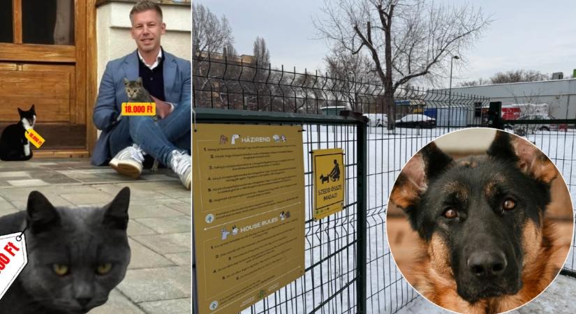 A Tisza mindent, és mindenkit megadóztatna, de még kisállatadót is bevezetne