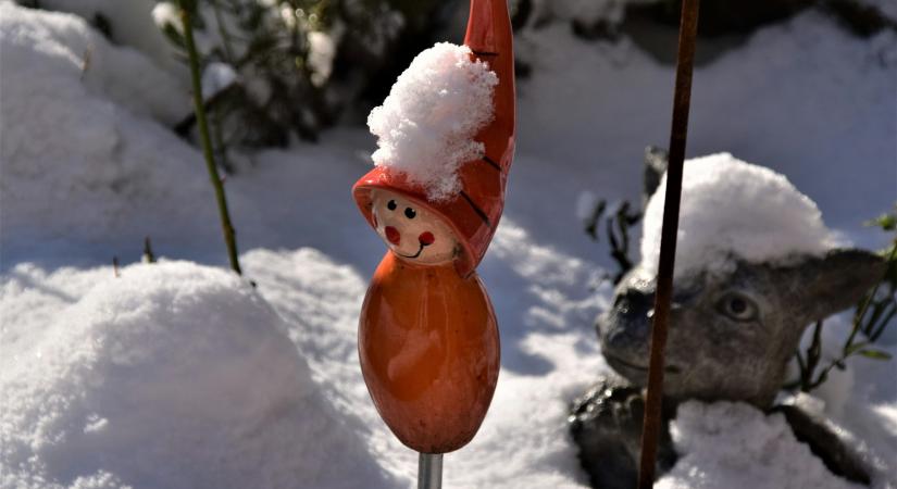 Egész télen terem a kertünkben ez a zöldség, ne a boltban vegyük 5000-ért kilóját!