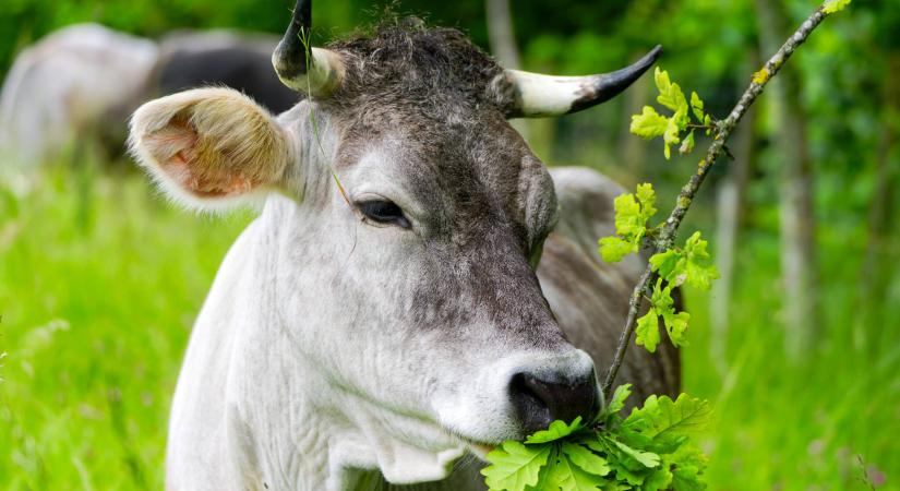 Tíz év gyakorlás után került reflektorfénybe egy leleményes tehén – a kutatókat is meglepte