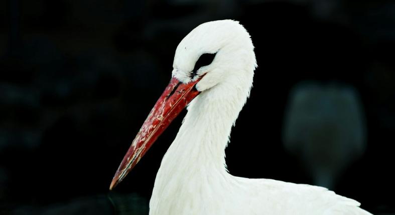 Miért marad itt a gólya télen? Ezt tedd, hogy valóban segíts neki!