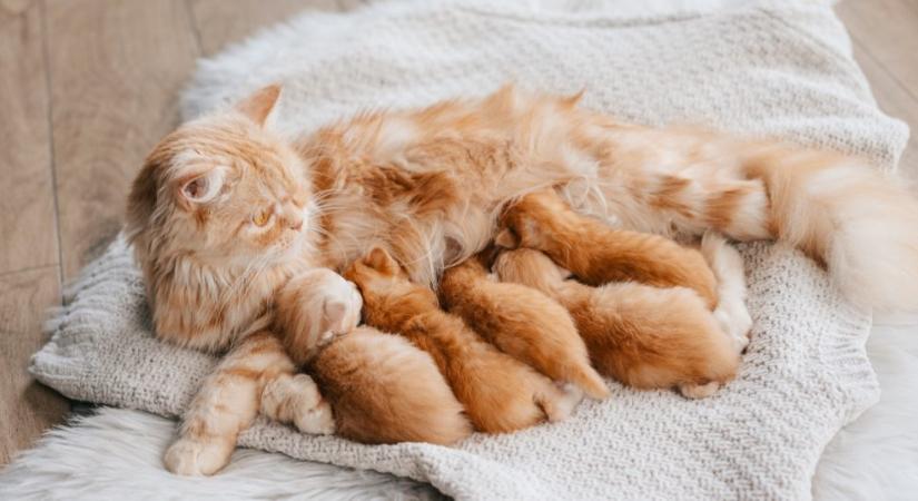 Ezért rugdossa az anyamacska a kölykeit