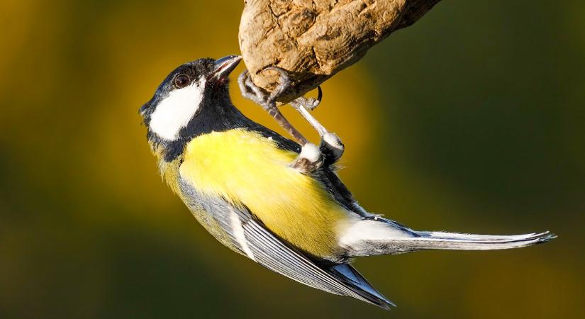 Magyarország madarai: a széncinege