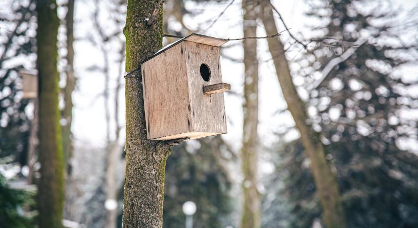 Hova tűntek a madarak, miért üres sok etető?