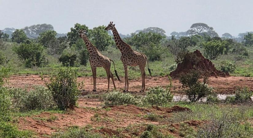 Egy könyvtári könyvtől a kenyai szavannáig: beteljesült az igazgatónő afrikai álma