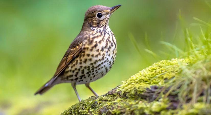 Az év madara a te kertedben is feltűnhet! Idén a varázslatos hangú bokorlakó nyert