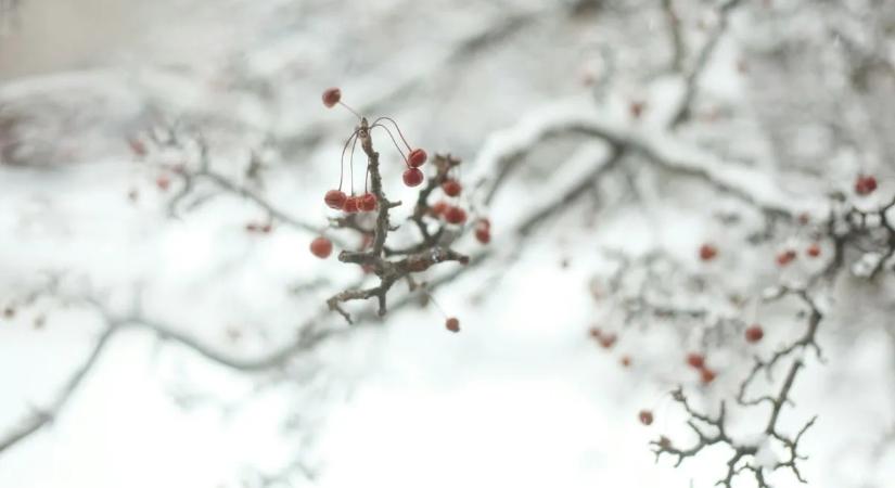 Fagykár a láthatáron: milyen lesz az idei gyümölcstermés?