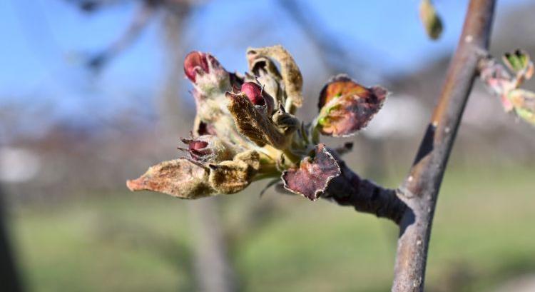 Krízistámogatás a fagykárosultaknak: most kérje!