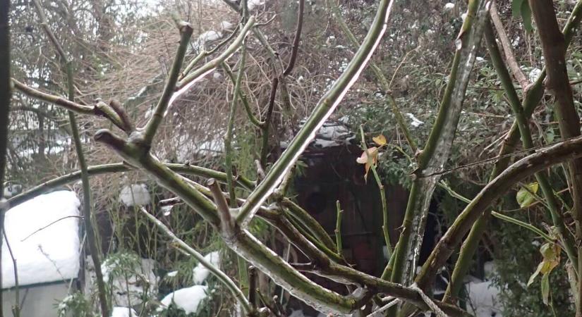 Amit a tél okozhat az ültetvényekben – nem csak a fagy számít!