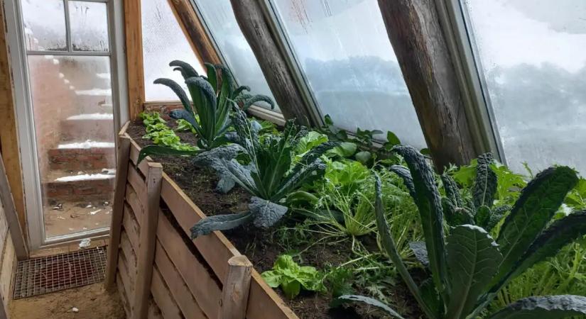 Ingyen zöldség a kertből télen is: Így építhetsz fűtés nélküli üvegházat a földbe