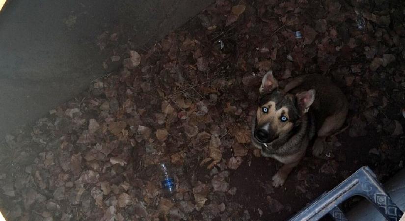 Reszkető kutyát mentettek ki egy csatornából