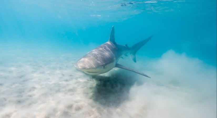 Meghalt a gyermek, akire rátámadt egy cápa