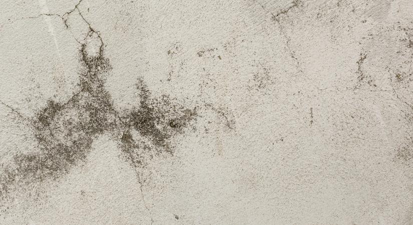 Fekete penész a falon? Így szabadulhatsz meg tőle gyorsan és hatékonyan