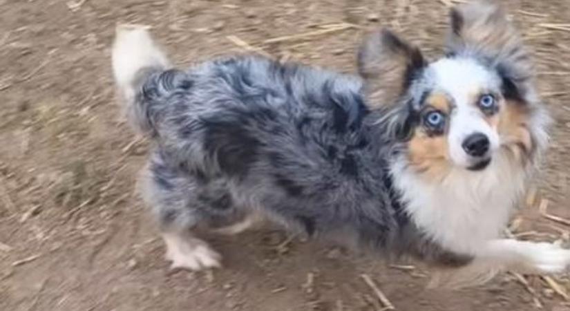 Gazdit keres Emily, a vasi horrortanyák egyik csupa szív túlélője