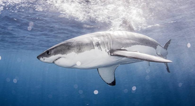 Meghalt az a 12 éves fiú, akit cápa támadt meg Sydney kikötőjében