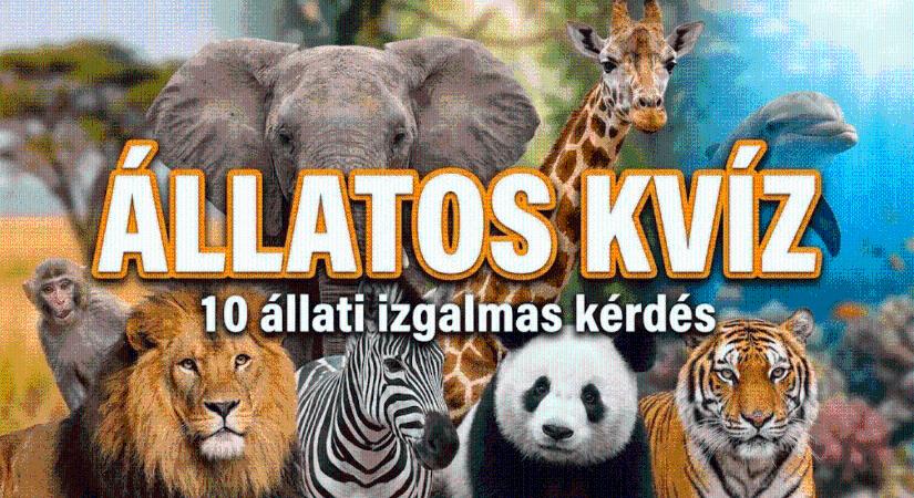 Állatos kvíz: 10 állati izgalmas kérdés, ami garantáltan meglep majd