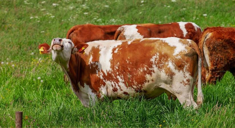Többet mond a szarvasmarhák bőgése, mint gondolnánk