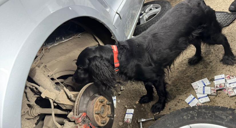 Az ukrán–magyar határon a szolgálati kutya több, cigarettát rejtő rejtekhelyet szimatolt ki egy autó alvázában
