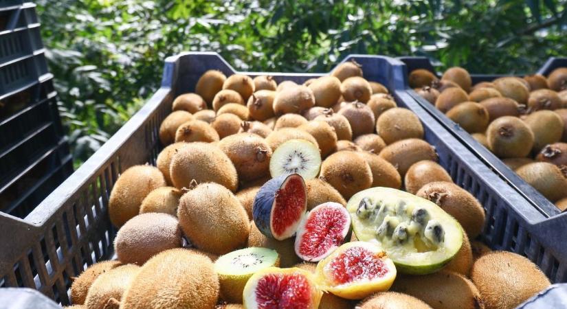 Nem fogod elhinni, mi a legnagyobb ellensége a zöldségnek, gyümölcsnek!