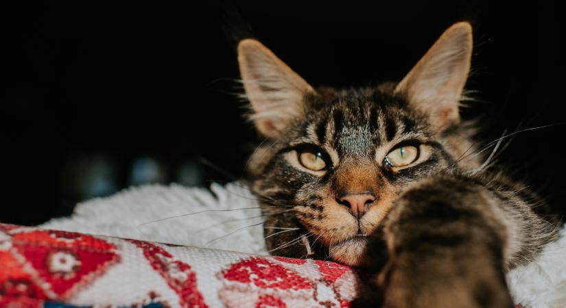 Unatkoznak a macskák, ha egyedül vannak otthon?