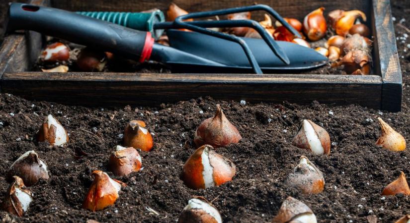 Tavasz a polcokon, mínuszok a kertben – így járhat a korán vásárolt virághagyma