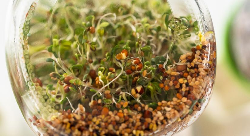 Csíráztatás a konyhában: miért „fullad be” a befőttes üveg?