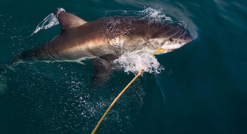 48 órán belül négy cápatámadás is történt