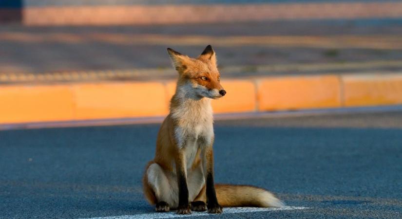 Heltai Miklós: a városok váltak az evolúció jelenlegi legfontosabb terepévé