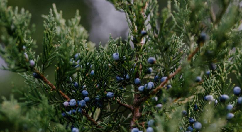 Hogyan segíti túlélni a hideget a boróka az állatoknak?