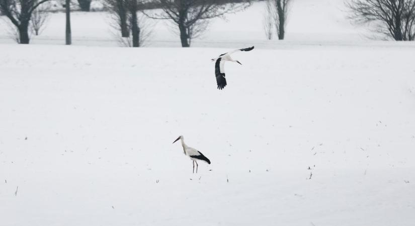 Gólyák a hóban – Különleges videó Győr mellől