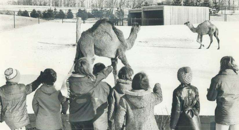 Hihetetlen, mit lehetett csinálni a budapesti állatkertben régen: ma már ez elképzelhetetlen
